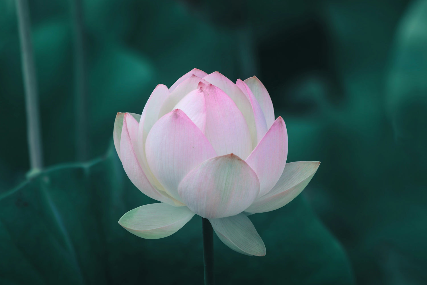 The Role of Light Language in Spiritual Growth and Transformation