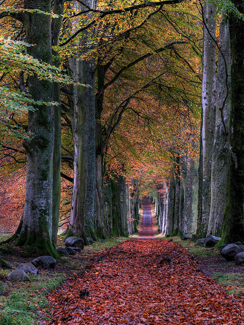 How Light Language Helps Clear Energetic Blocks and Aligns You with Your True Path